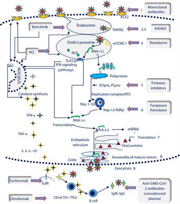 SARS-CoV-2 Treatment Approaches: Numerous Options, No Certainty for a Versatile Virus